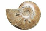 Polished Cretaceous Ammonite (Cleoniceras) Fossil - Madagascar #216089-1